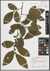 Foto von Salix appendiculata Vill.